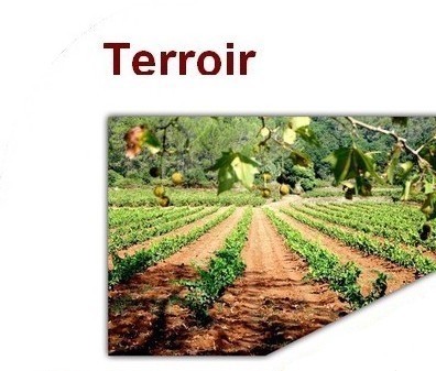 terroir